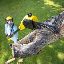 Trusted Ashaway, RI Tree Care Experts