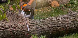 Best Tree Risk Assessment  in Ashaway, RI