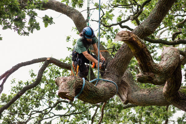 Best Tree Disease Treatment  in Ashaway, RI