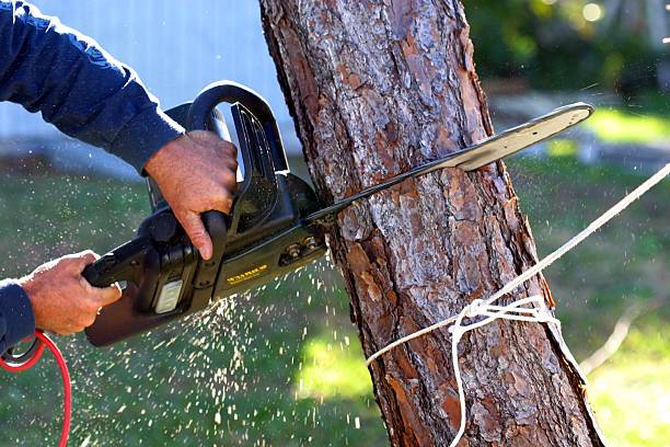Best Lawn Maintenance Plans  in Ashaway, RI