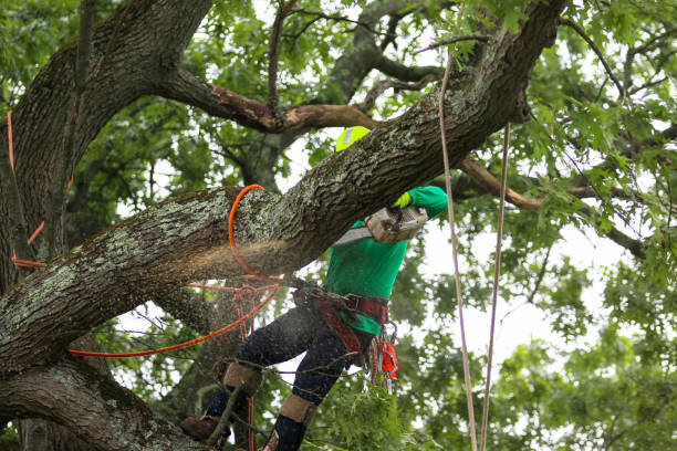 Best Emergency Tree Removal  in Ashaway, RI
