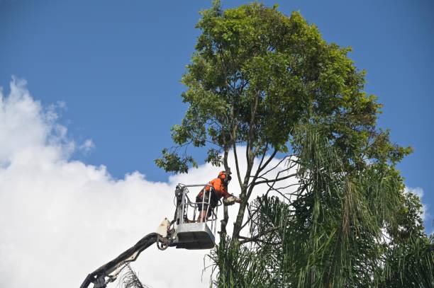 Best Stump Grinding and Removal  in Ashaway, RI