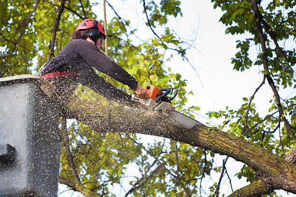 Best Tree Risk Assessment  in Ashaway, RI