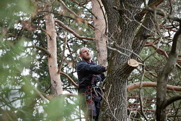 Best Tree Health Inspection  in Ashaway, RI