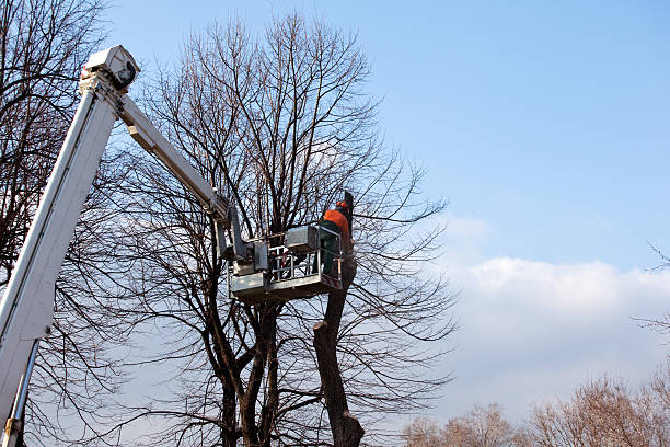 Best Hedge Trimming  in Ashaway, RI