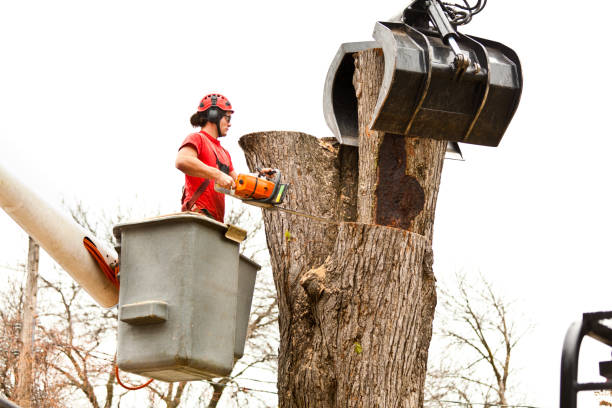 Tree and Shrub Care in Ashaway, RI