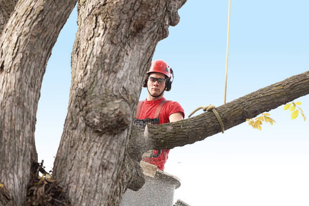 Best Fruit Tree Pruning  in Ashaway, RI
