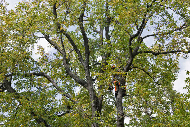 Best Arborist Consultation Services  in Ashaway, RI